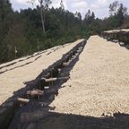 Ethiopia Metu - Crafted for a Brighter Brew