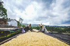 Ethiopia Arbegona Rumudamo Anaerobic Washed - Brew Something Remarkable