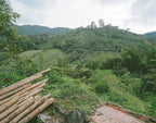 Colombia Yoiner Mosquera Pink Bourbon - Freshly Roasted for Every Cup